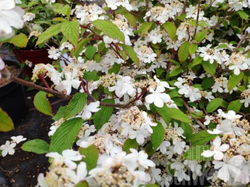 Viburnum p. Kilimandjaro T17 - Jap. Pyramiden-Schneeball