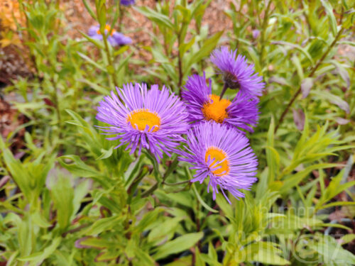 Erigeron Azurfee - violettebl. Feinstrahlaster