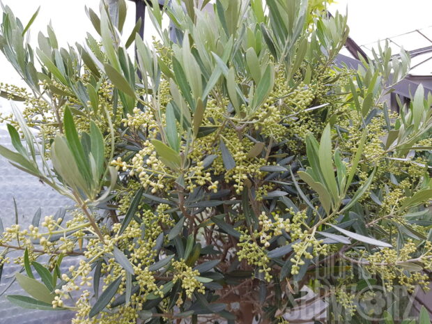 Olea europea Bonsai T20