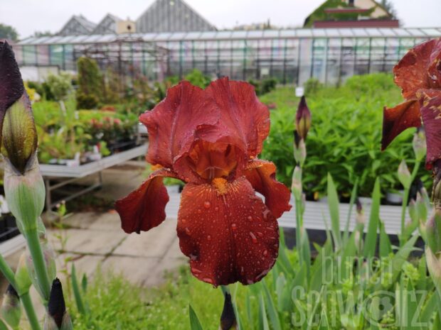 Iris b.e. Brasilia - braun-orange Schwertlilie