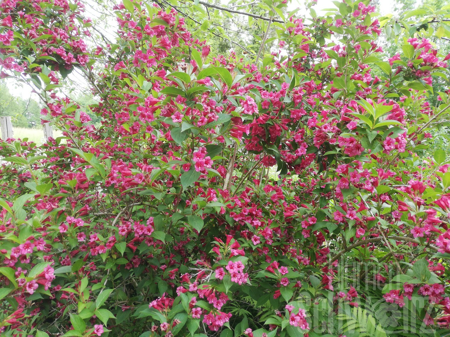 Weigela flor. Bristol Ruby T17 - Rote Weigelie - Blumen Schwarz