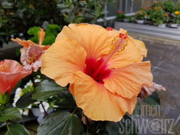Hibiscus rosa-sinensis Stamm T21