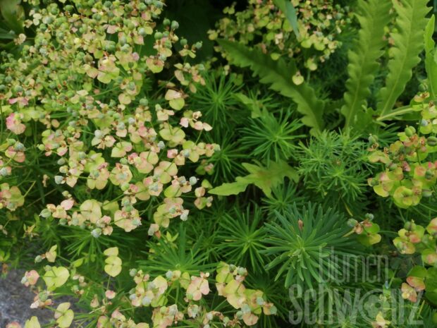 Euphorbia cyp. Orange Men - orange Wolfsmilch
