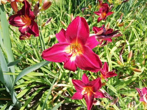 Hemerocallis Sammy Russel - Rote Taglilie