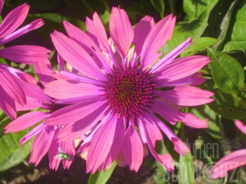 Echinaceae Sunseekers Citrus - Zitronengelber Sonnenhut