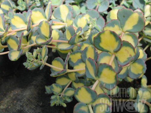 Sedum Oktoberle, Mauerpfeffer
