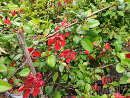 Chaenomeles Carl Ramcke - Rote Zierquitte