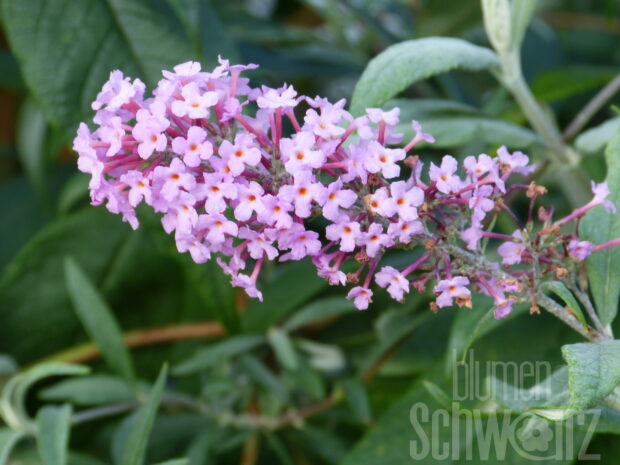 Buddleja Pink Delight, Sommerflieder