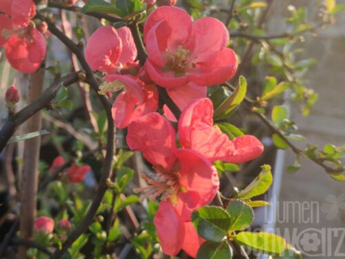 Chaenomeles sp. Pink Lady - Rosa Zierquitte