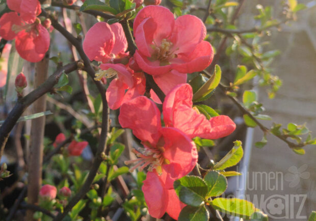 Chaenomeles sp. Pink Lady - Rosa Zierquitte