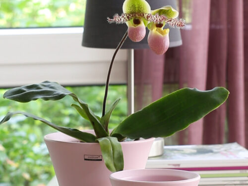 Orchideentopf 16x15cm