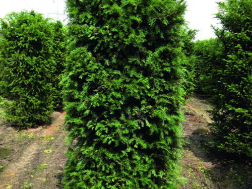 Taxus baccata 250cm Blockform