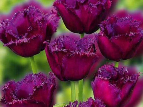 Crispa purpur-violett