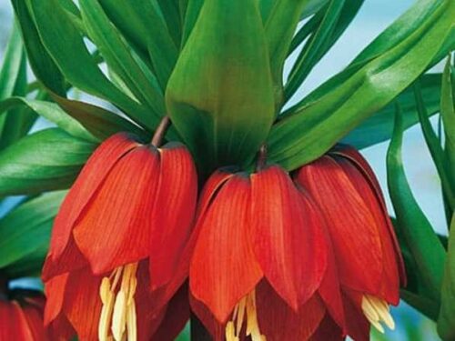 Kaiserkrone rot