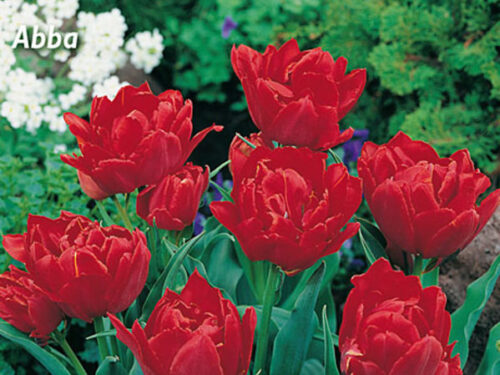 Gefüllte frühe rot