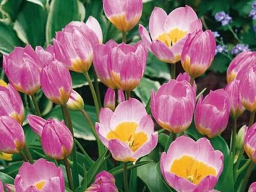 Botanisch Wild hell rosa