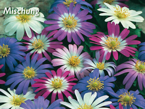 Strahlen-Anemone Mischung