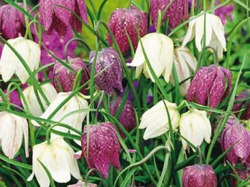Schachbrettblume Mischung