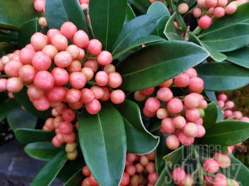 Skimmia jap. Rubella rot