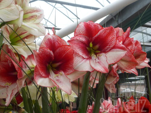 Hippeastrum Ambiance, weiß-rote Amaryllis