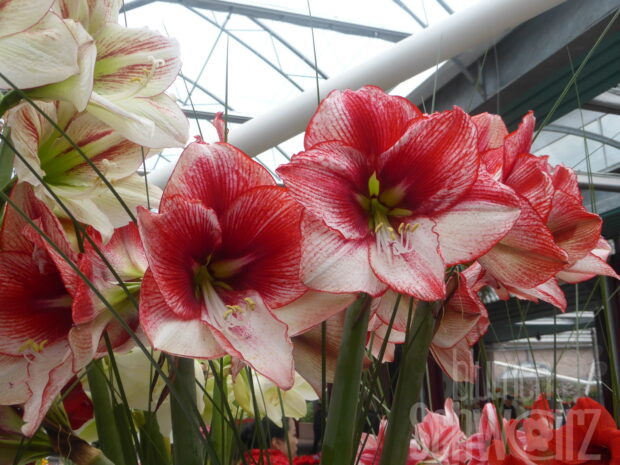Hippeastrum Ambiance, weiß-rote Amaryllis