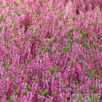 Calluna