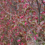 Malus als Hecke