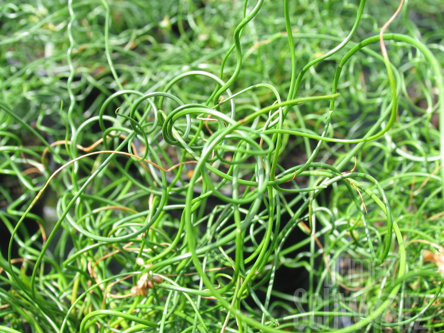 Juncus spiralis Liebeslocken - Blumen Schwarz