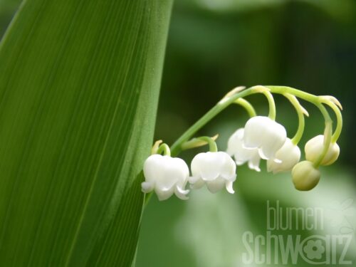 Convallaria, Maiglöckchen