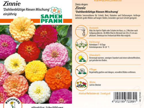 Zinnien Dahlienblütige Riesen