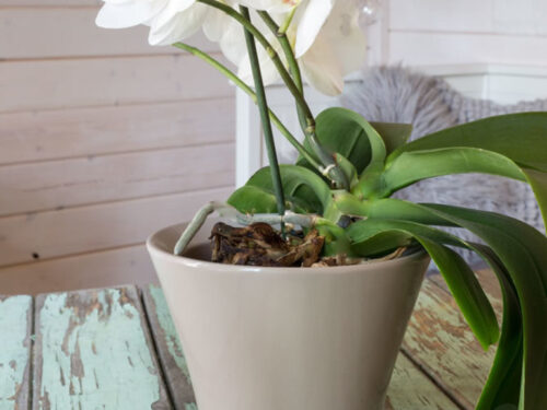 Orchideentopf 16x15cm