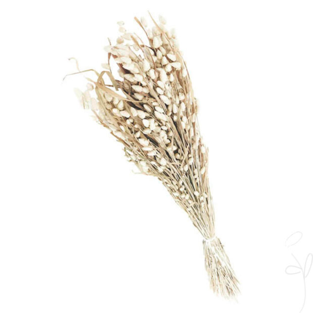 Briza Maxima, ca. 50gr., gebleicht