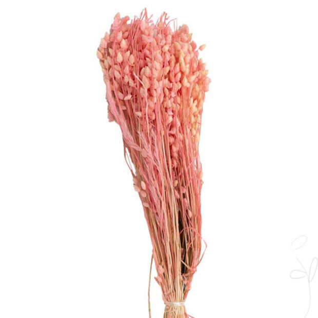 Briza Maxima, ca. 50gr., gebleicht-rosa