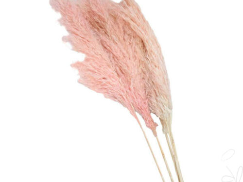 Pampasgras, ca. 80cm+, gebl.-rosa / Bund à 6 Stück