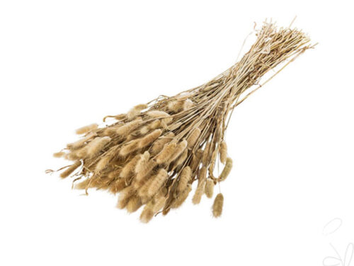 Lagurus, natur / Bund à 150g