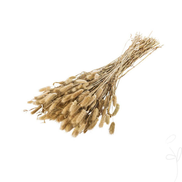 Lagurus, natur / Bund à 150g