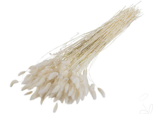 Lagurus, gebleicht / Bund à 100g