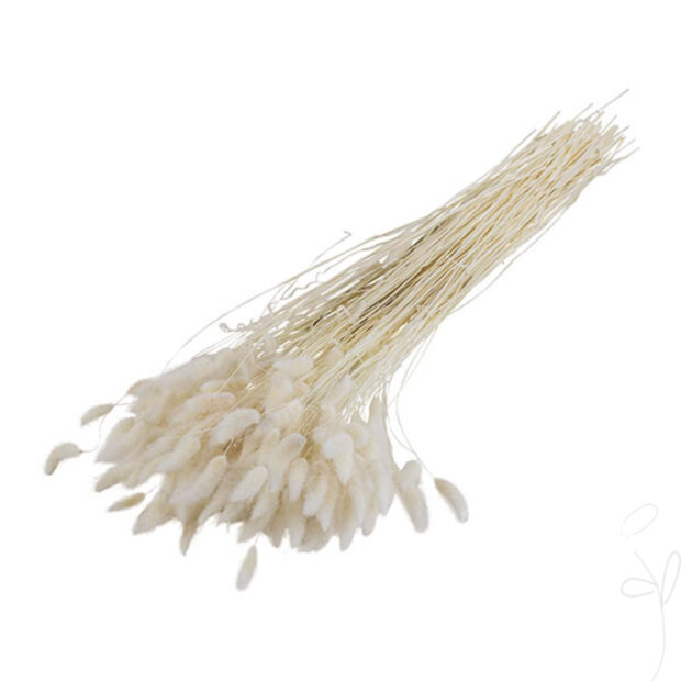 Lagurus, gebleicht / Bund à 100g