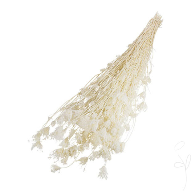 Wild-Fenchel, gebleicht / Bund à 300g