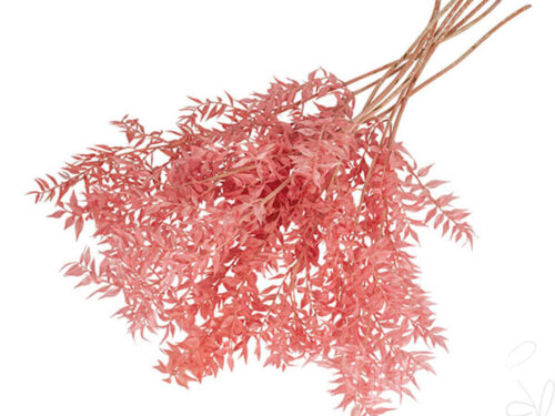 Ruscus, rosa / Stiel