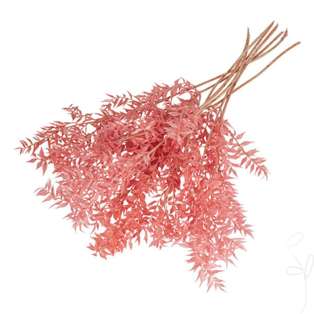 Ruscus, rosa / Stiel