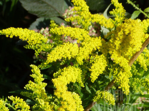 Solidago ru. Fireworks Goldrute