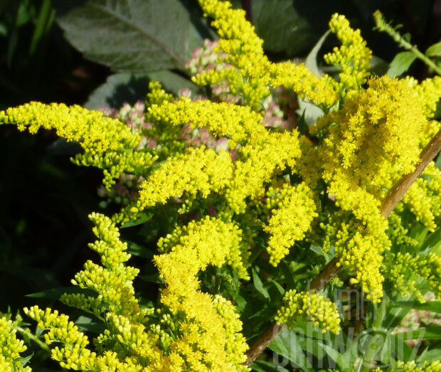 Solidago ru. Fireworks Goldrute