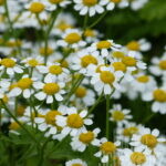 Chrysanthemum parthenium