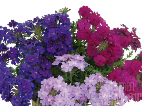 Verbena TrioMio Vepita Fashion - Blau-flieder-rote Hängeverbene