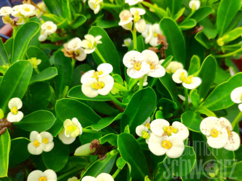 Euphorbia weißer Christusdorn