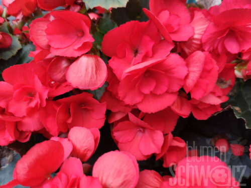 Begonia Rondo, hellrote Elatiorbegonie
