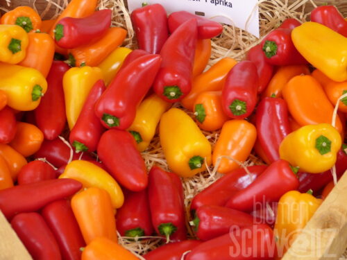 Capsicum Lubega Mini red, Snackpaprika