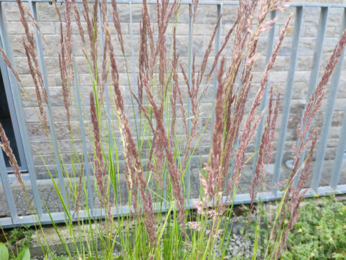 Calamagrostis Overdam - Reitgras