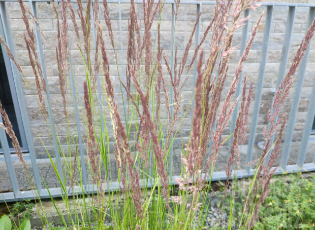 Calamagrostis Overdam - Reitgras